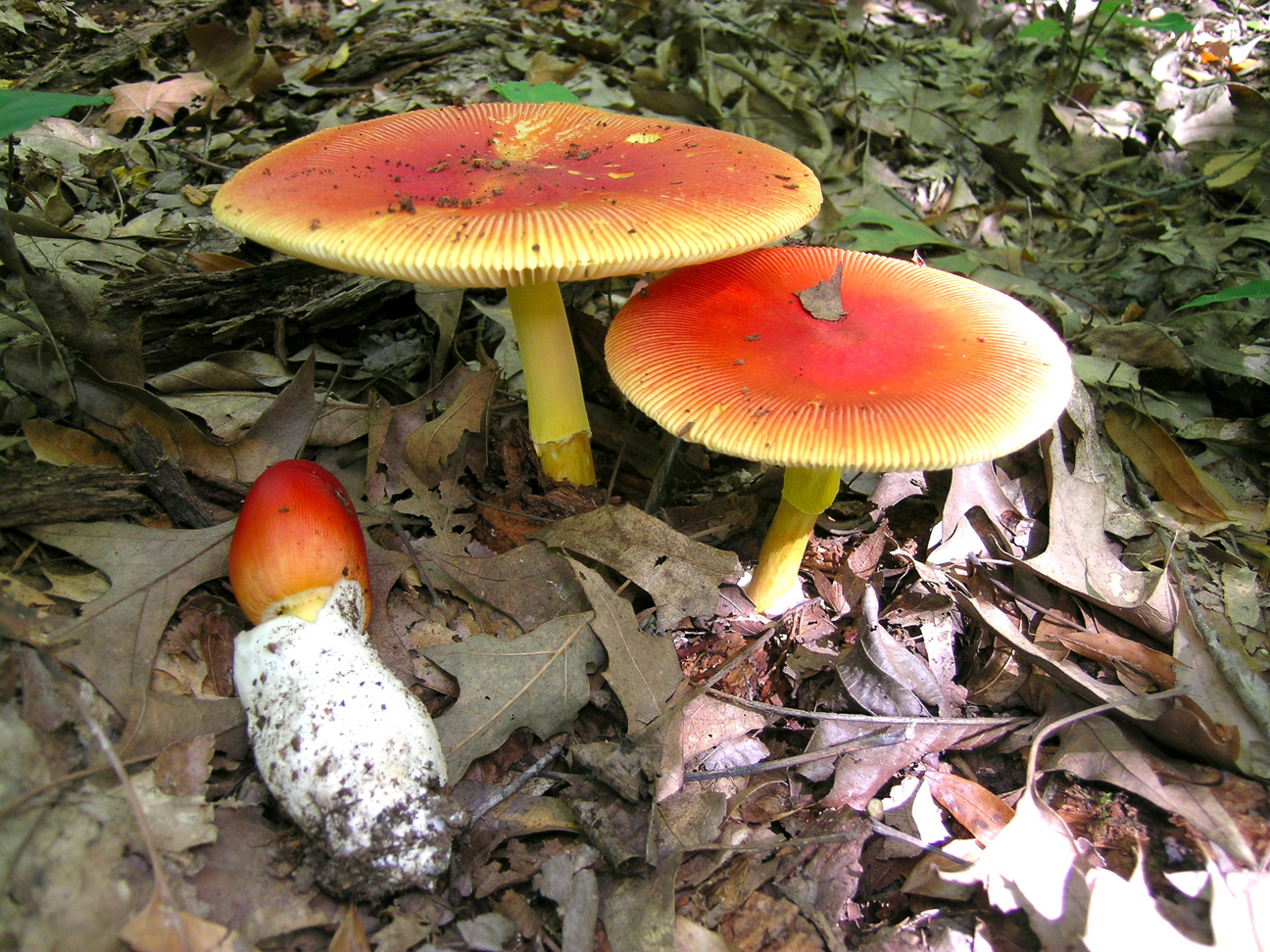 Tips to Prevent Orange Mushroom Regrowth